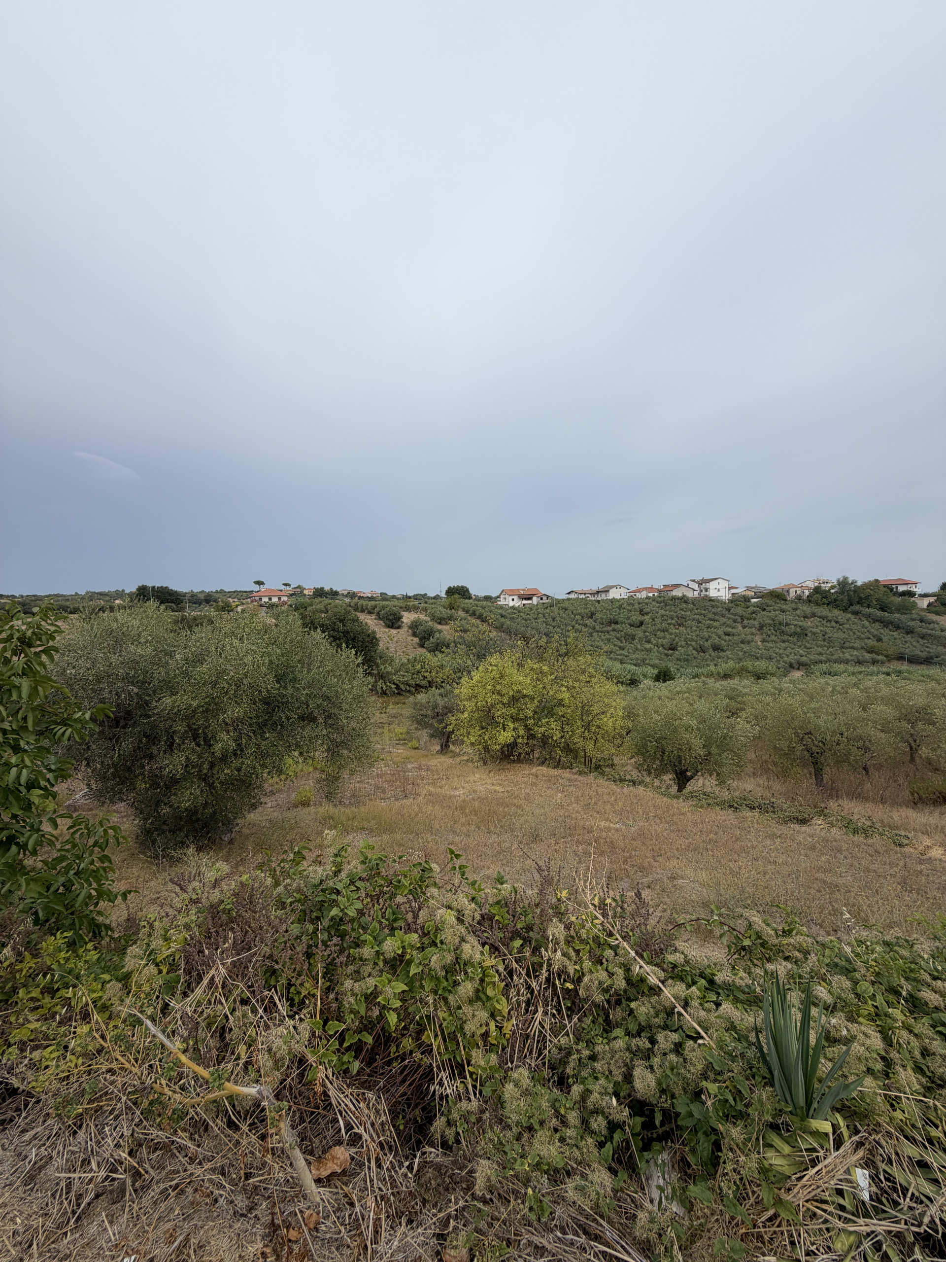 Terreno Agricolo in vendita a Torrevecchia Teatina