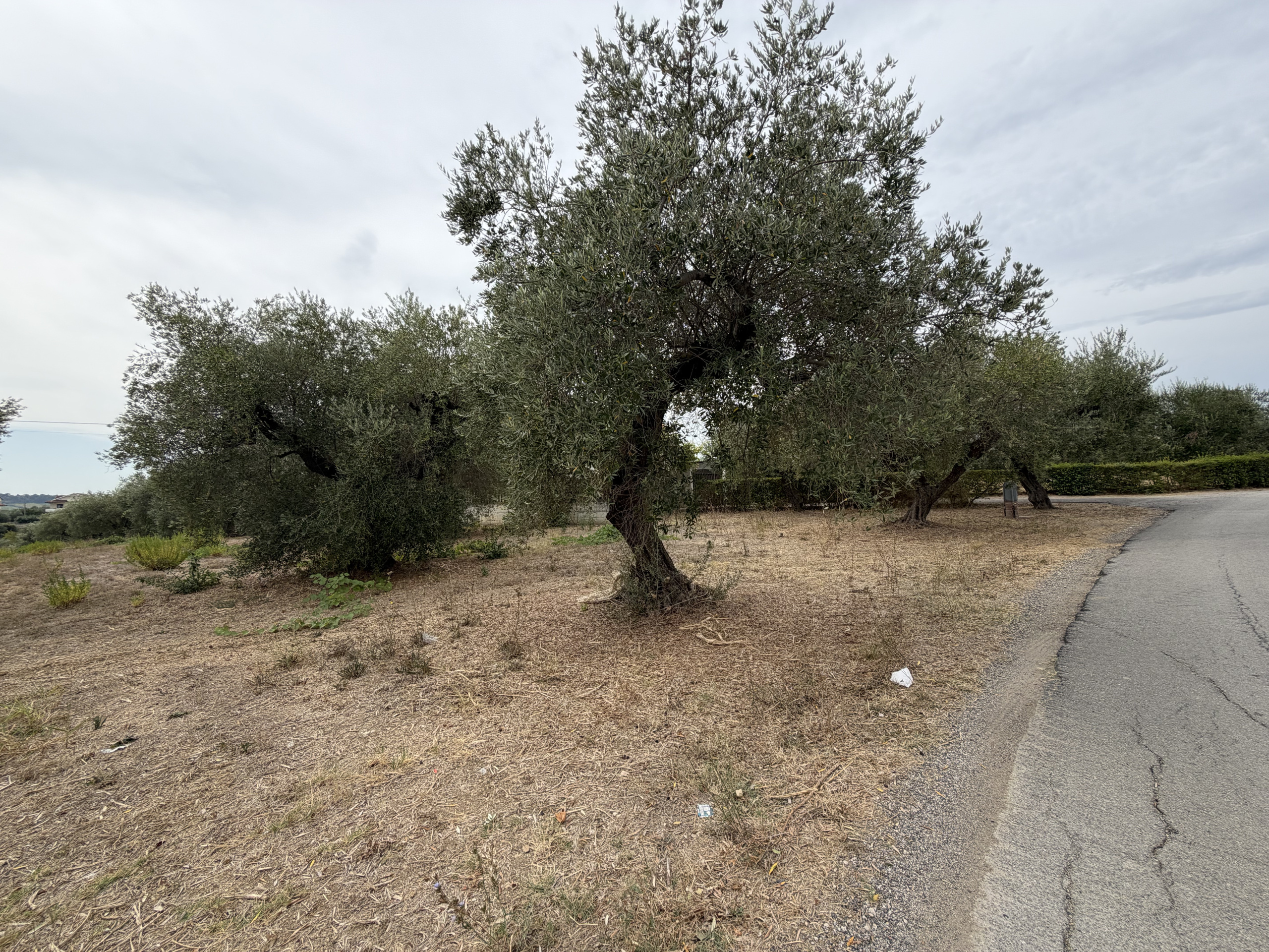 Terreno Agricolo in vendita a Torrevecchia Teatina