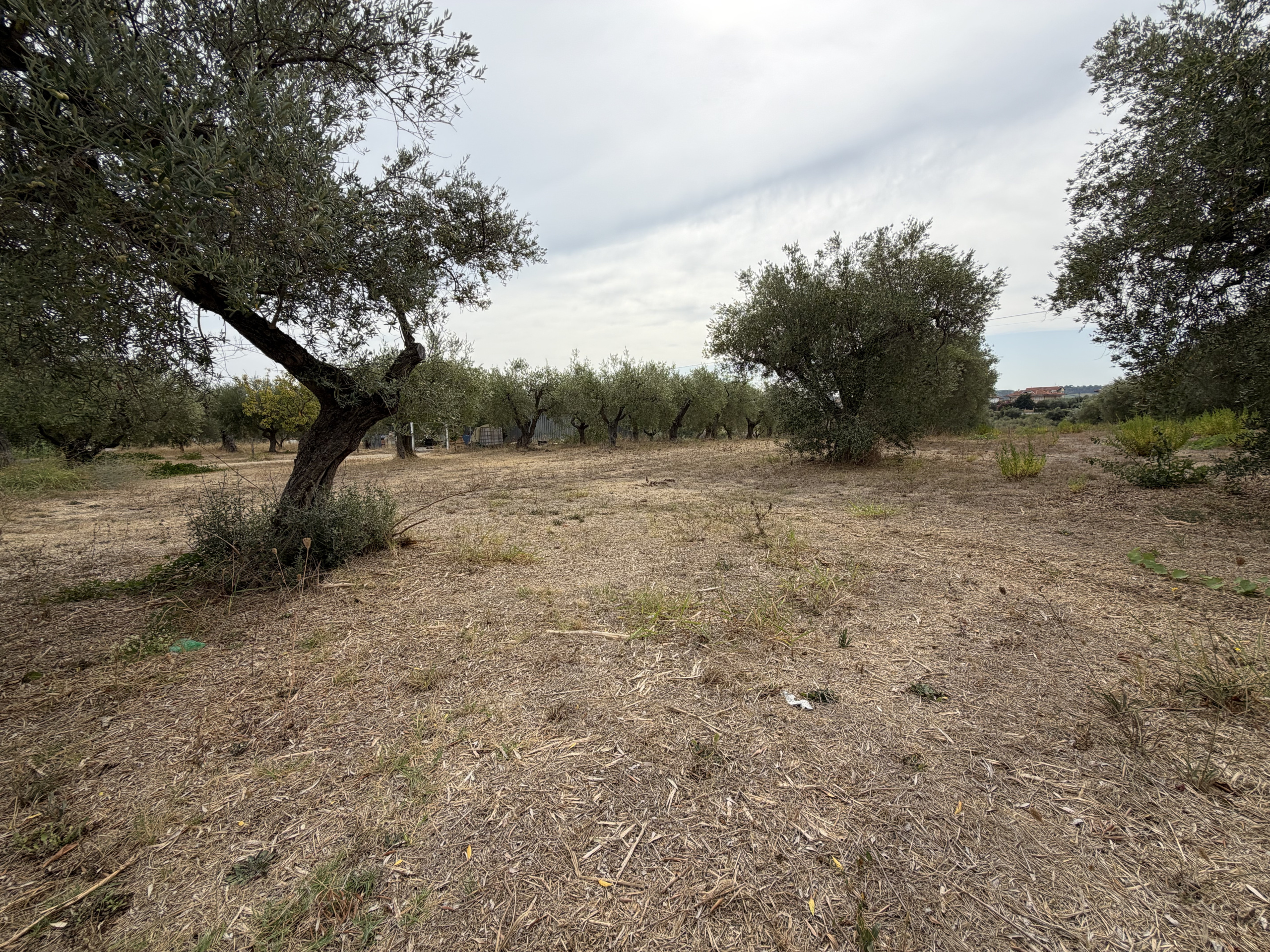 Terreno Agricolo in vendita a Torrevecchia Teatina