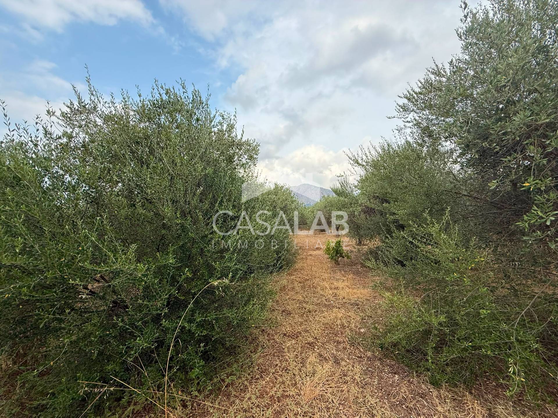 Terreno Agricolo in vendita a Carini, Bivio Foresta