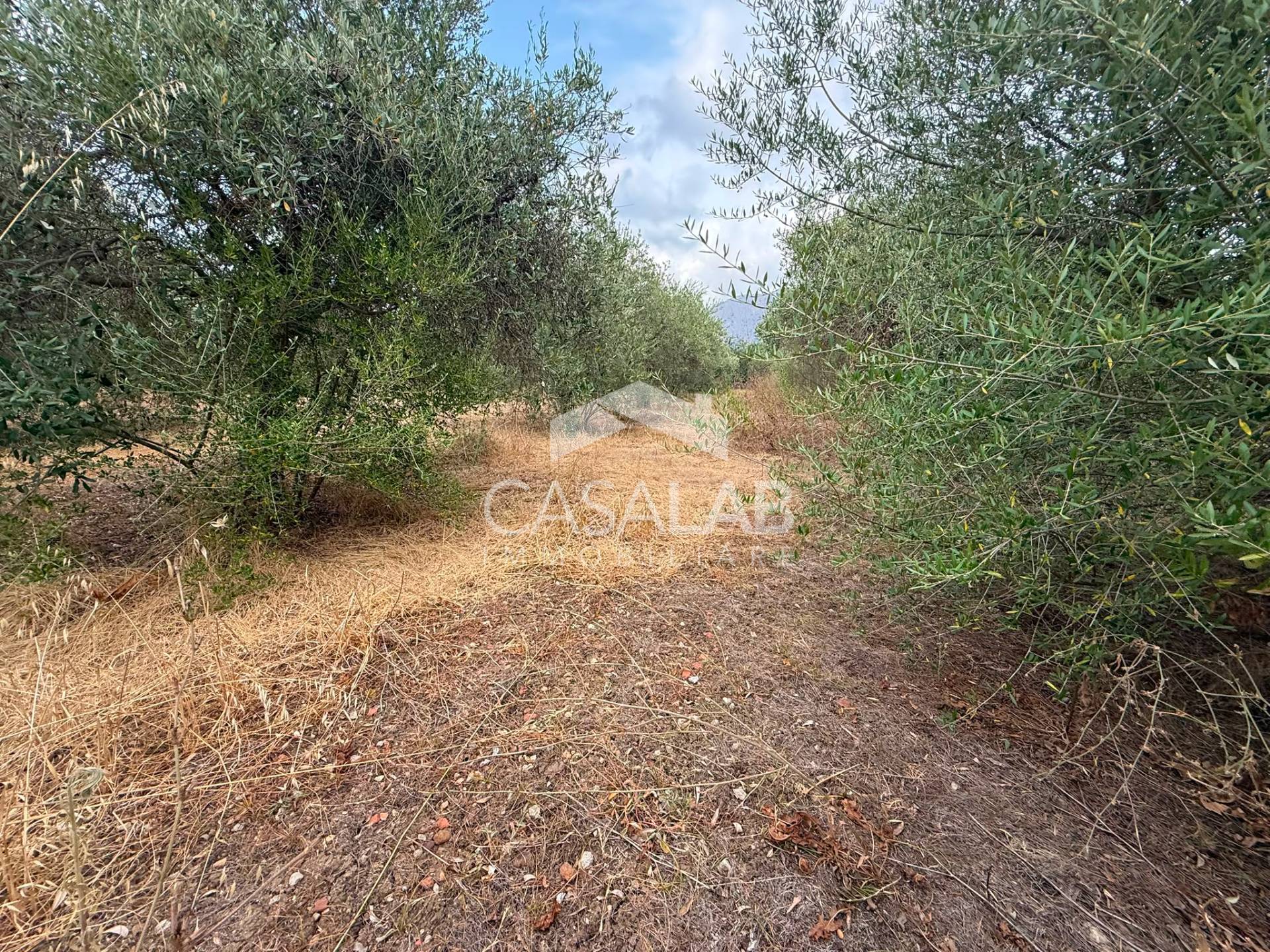 Terreno Agricolo in vendita a Carini, Bivio Foresta