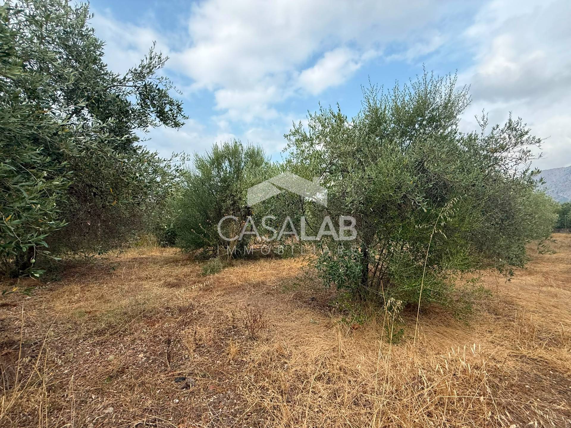 Terreno Agricolo in vendita a Carini, Bivio Foresta