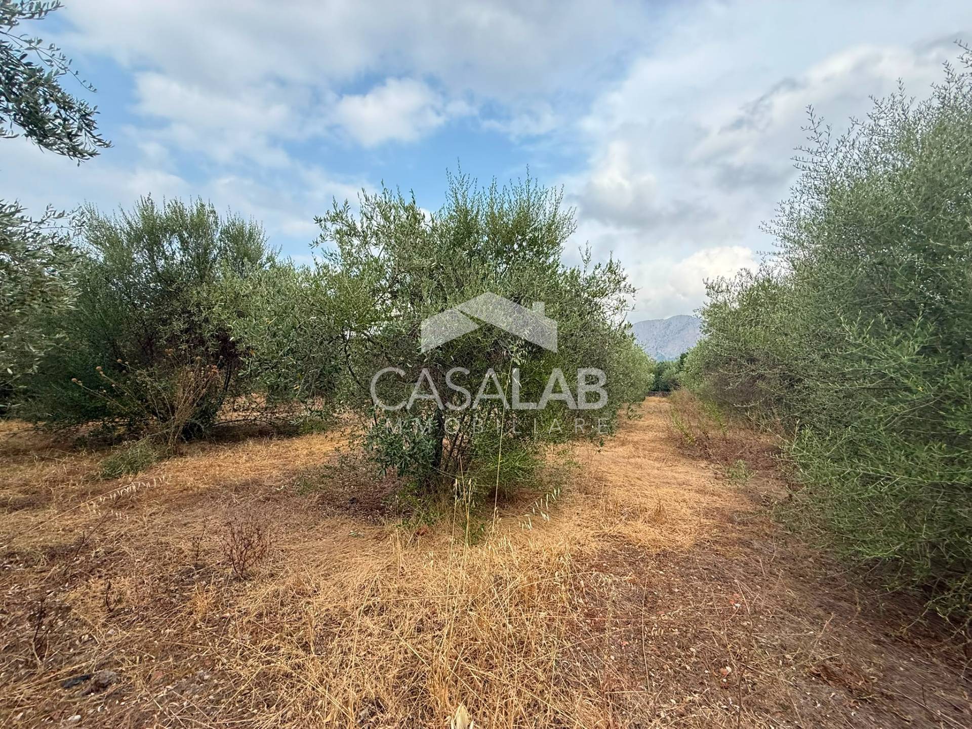Terreno Agricolo in vendita a Carini, Bivio Foresta