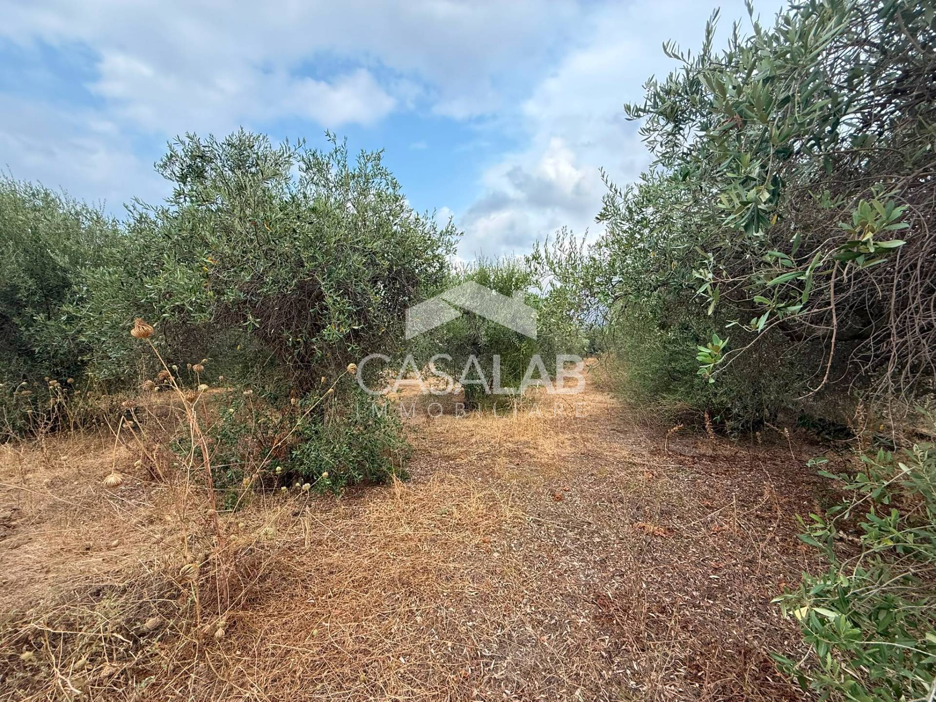 Terreno Agricolo in vendita a Carini, Bivio Foresta