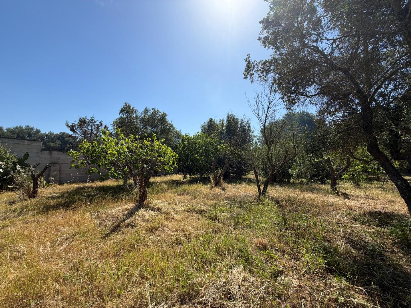 Terreno Agricolo in vendita a Lecce