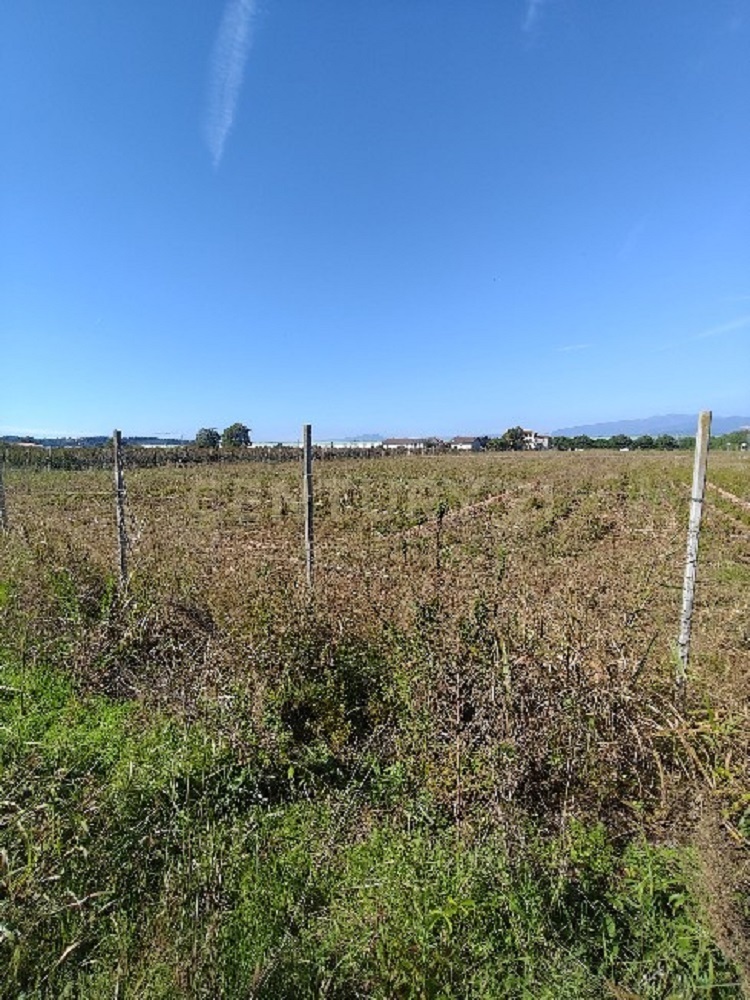 Terreno Agricolo in vendita in via siberie, Sommacampagna