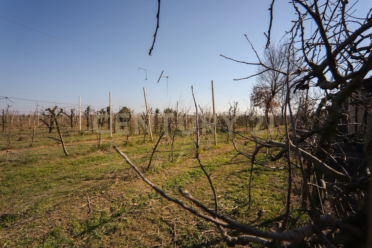 Terreno Agricolo in vendita in via trento 70, Minerbe