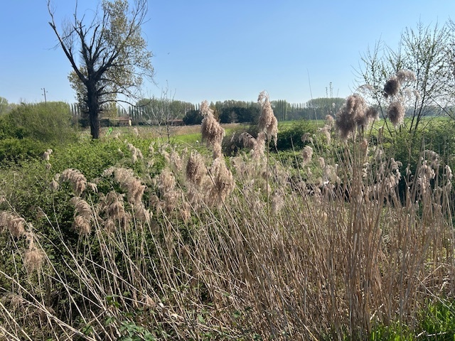 Terreno Agricolo in vendita in via prato pelegal snc, Bovolone