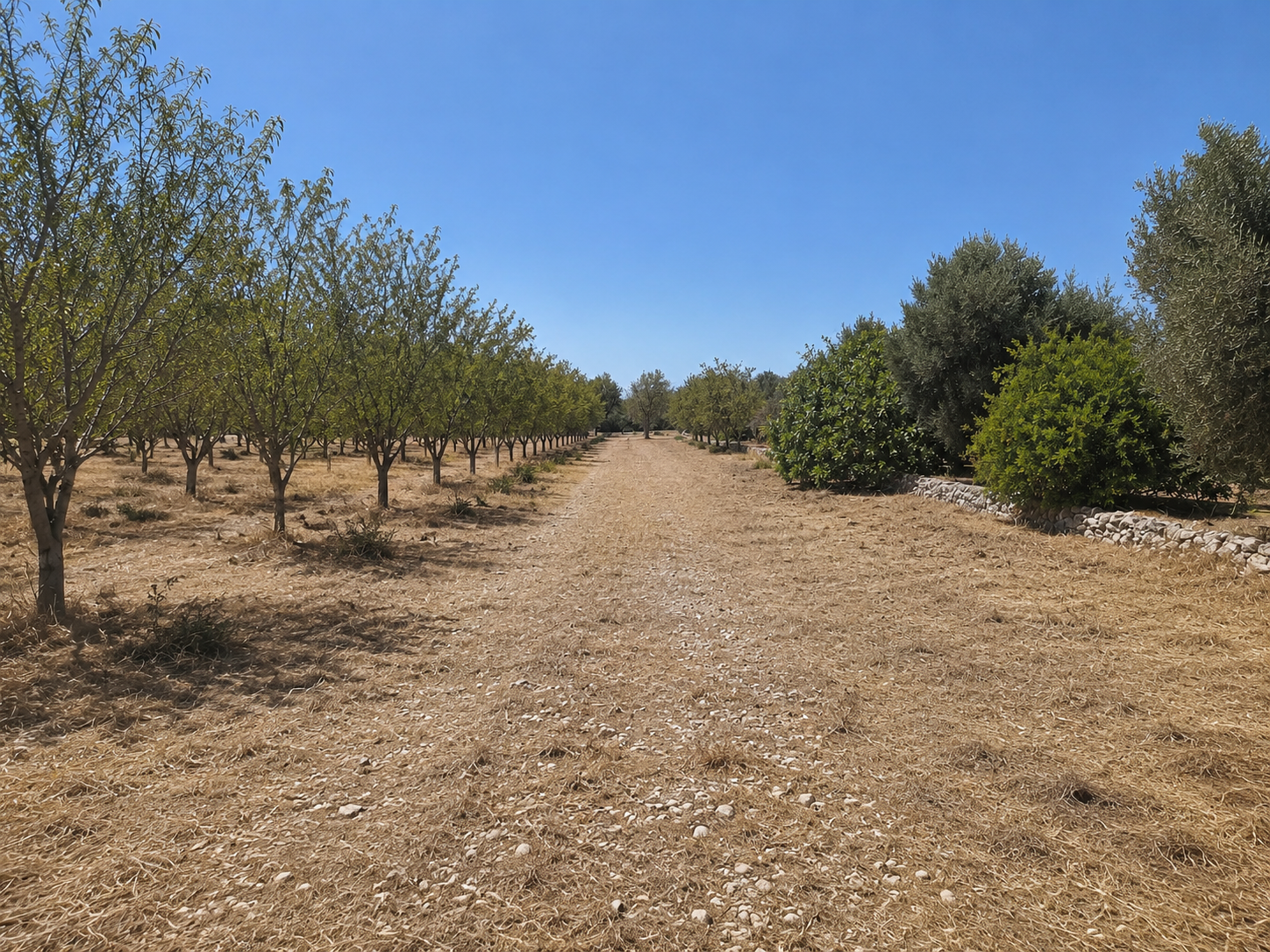Terreno Agricolo nuovo in contrada san benedetto, Ostuni
