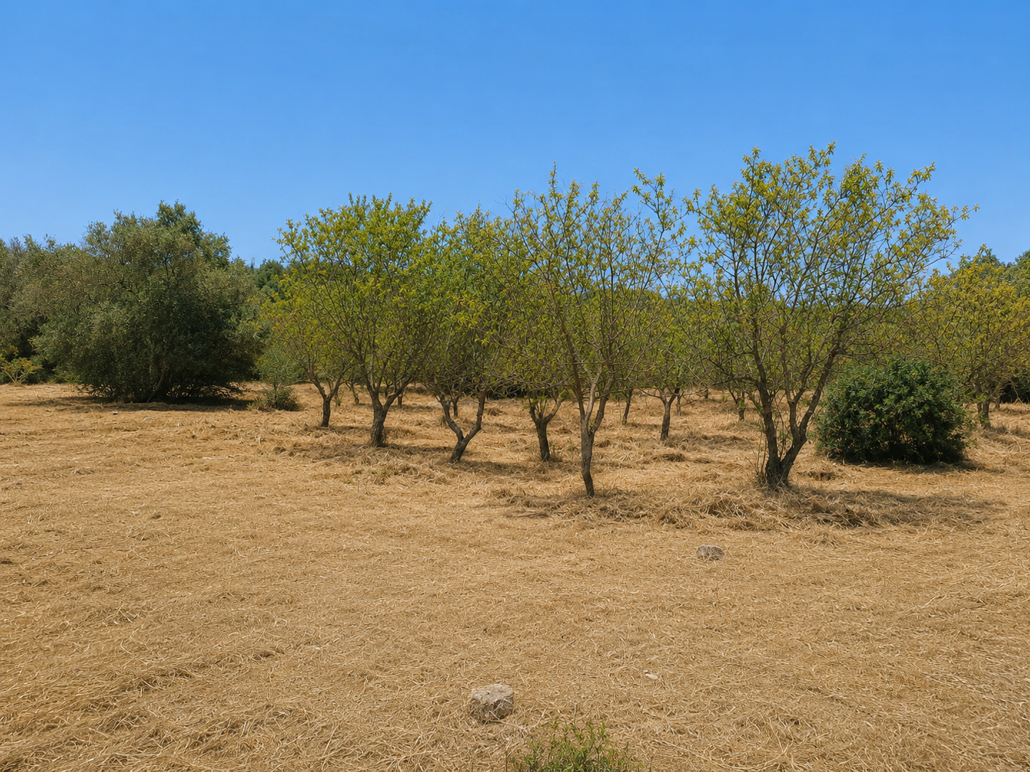 Terreno Agricolo nuovo in contrada san benedetto, Ostuni