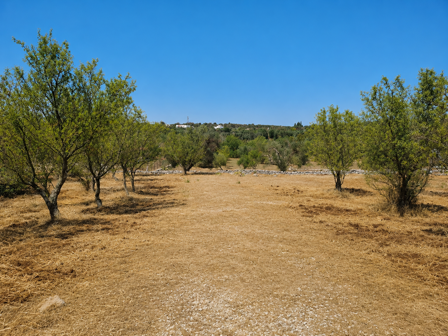 Terreno Agricolo nuovo in contrada san benedetto, Ostuni