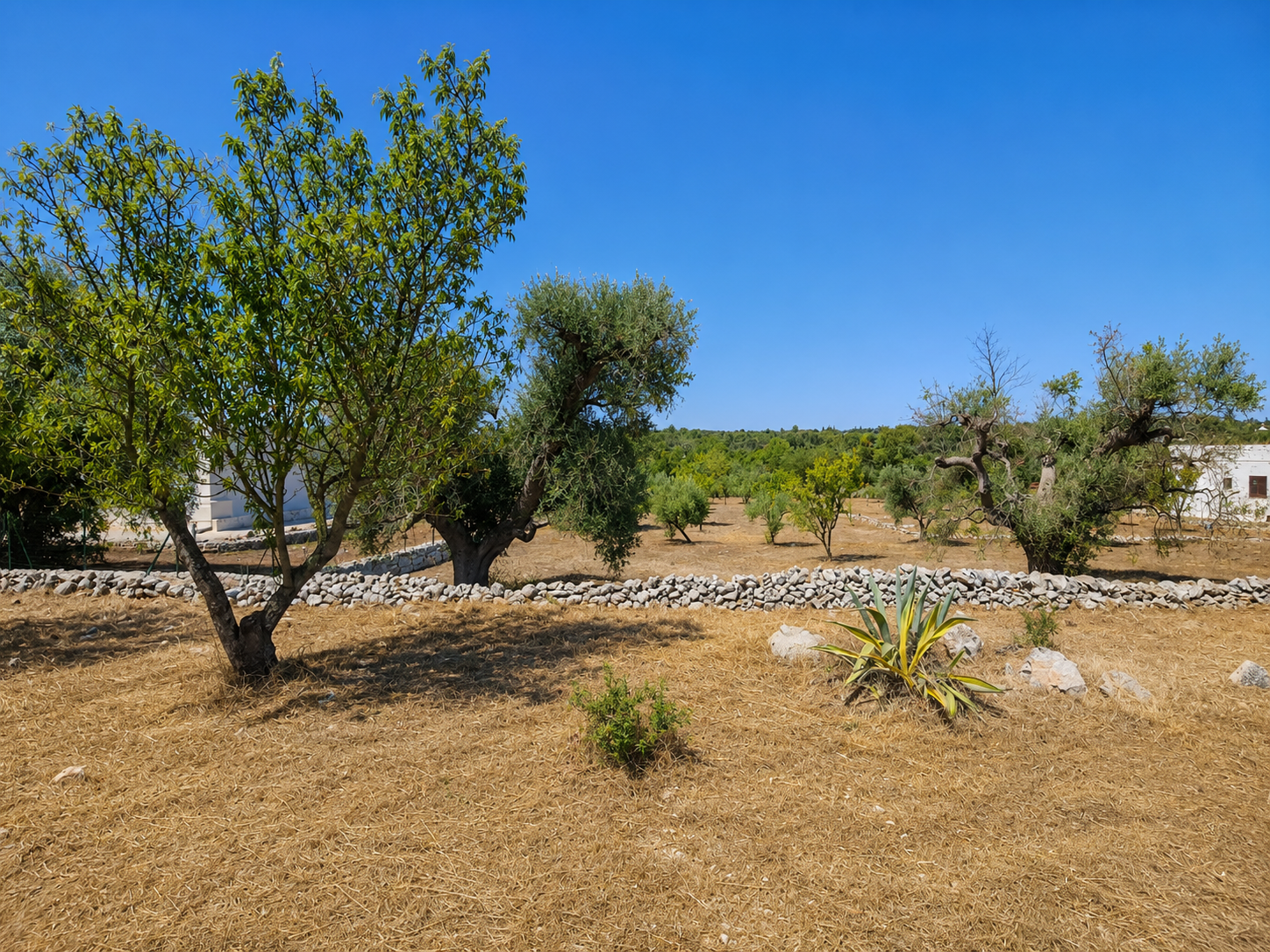 Terreno Agricolo nuovo in contrada san benedetto, Ostuni