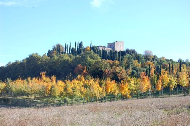 immagine annuncio 4 di 6