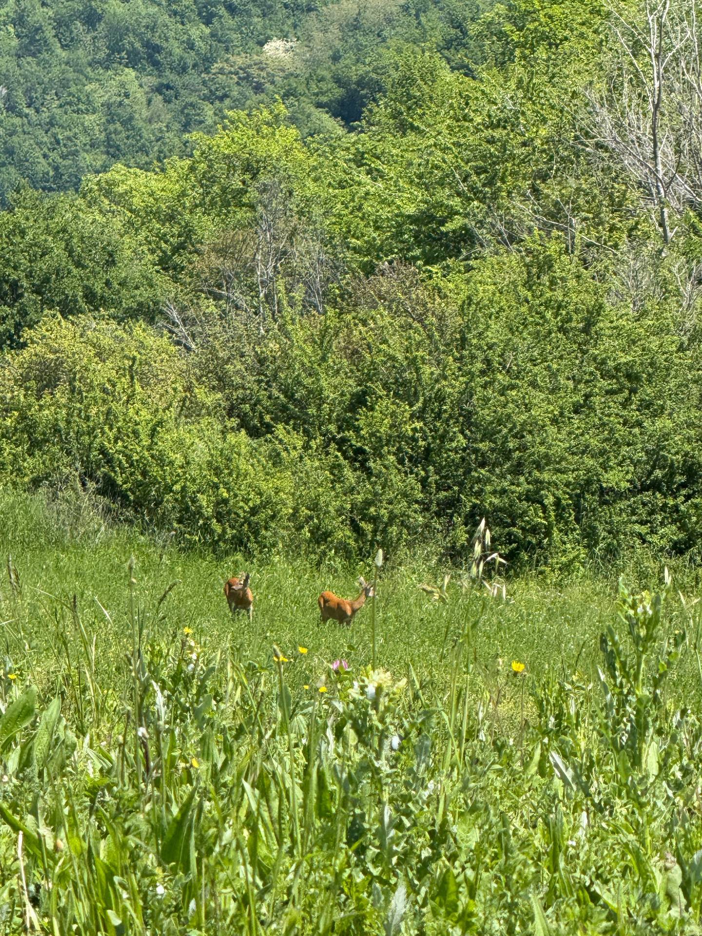 Rustici e Casali in vendita a Rotella, Poggio Canoso