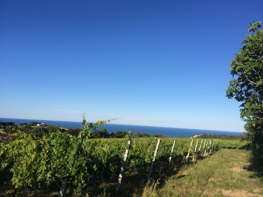 Rustici e Casali in affitto a Cupra Marittima