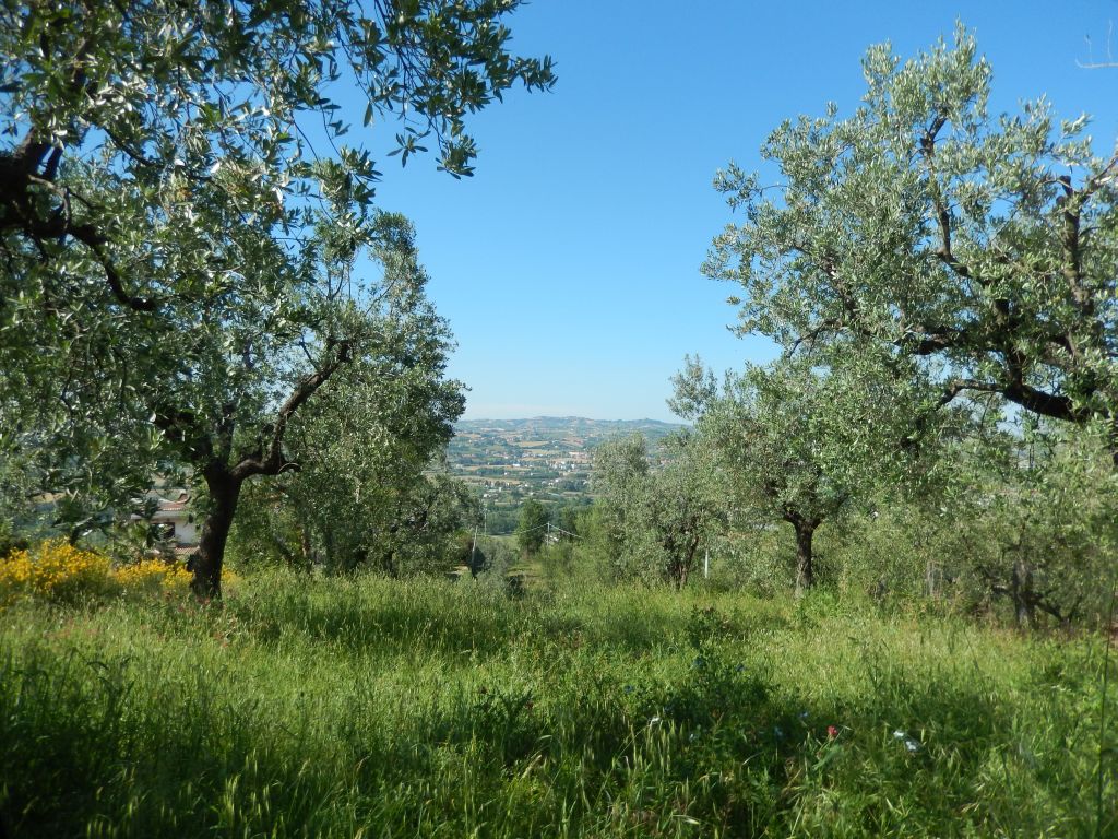Terreno Agricolo in vendita a Controguerra