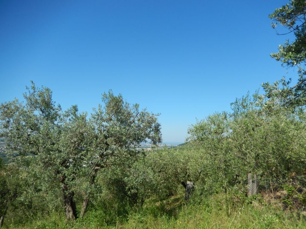 Terreno Agricolo in vendita a Controguerra