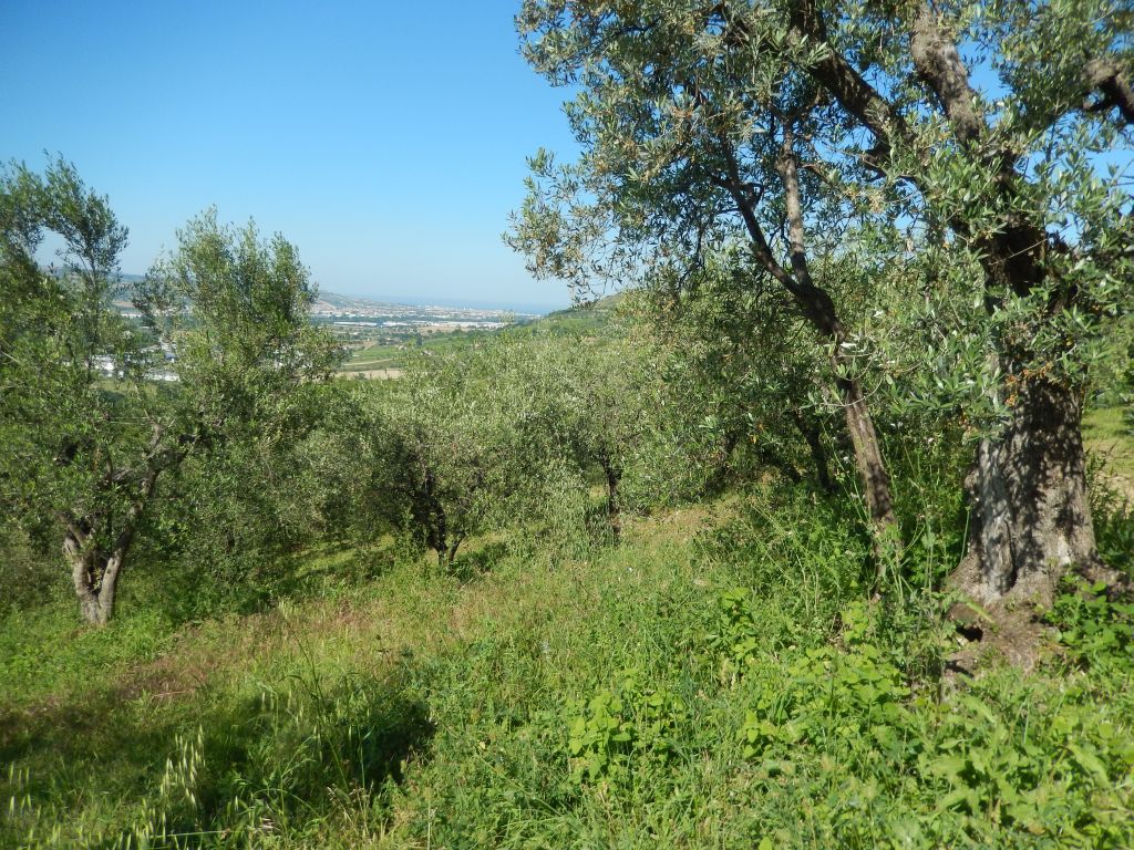 Terreno Agricolo in vendita a Controguerra