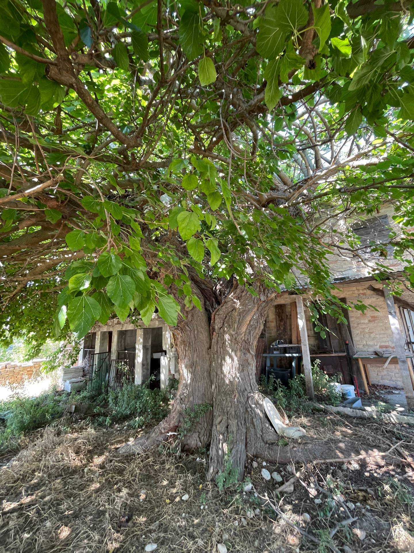 Rustici e Casali in vendita a Ripatransone