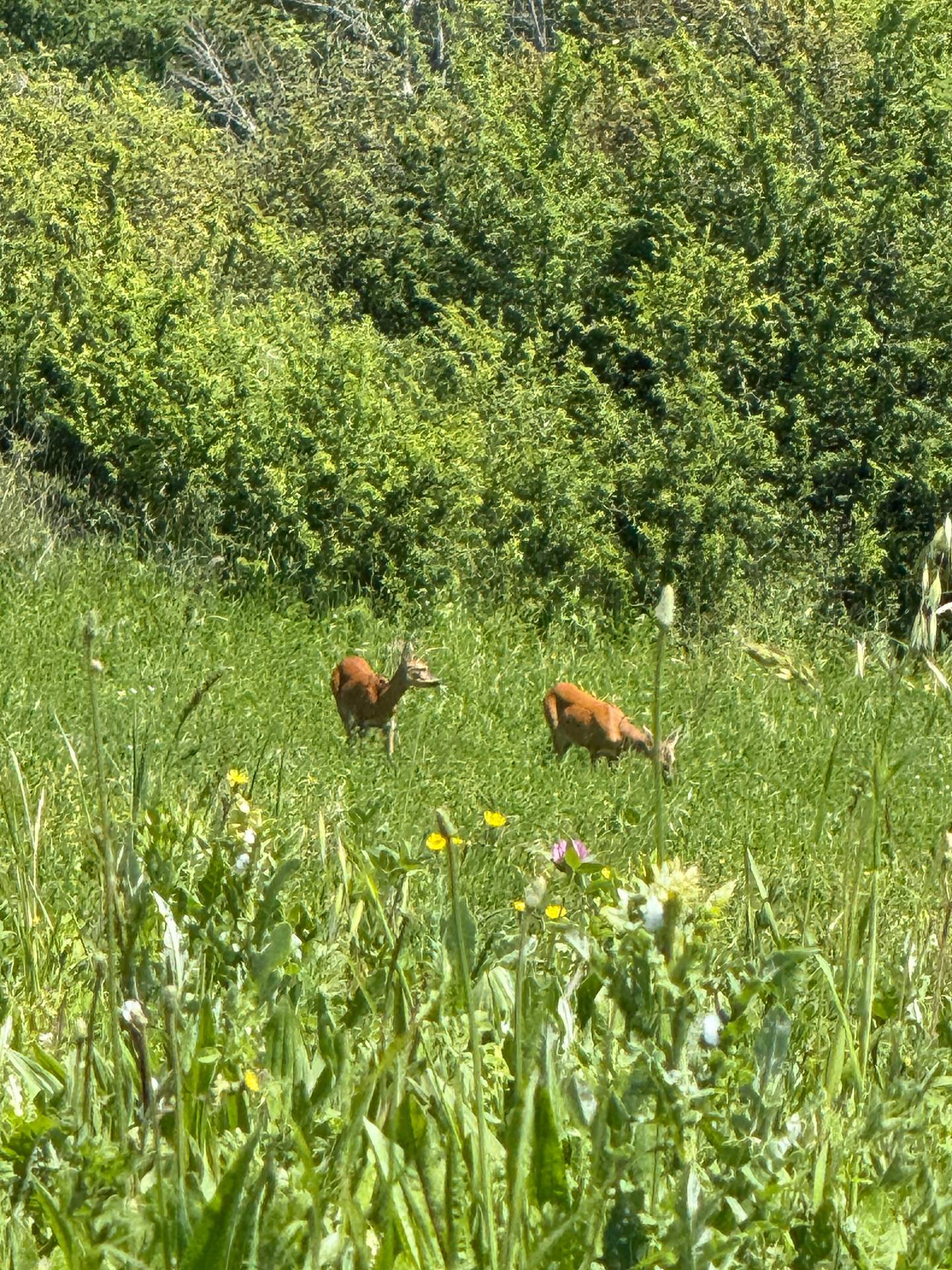 Rustici e Casali in vendita a Rotella, Poggio Canoso
