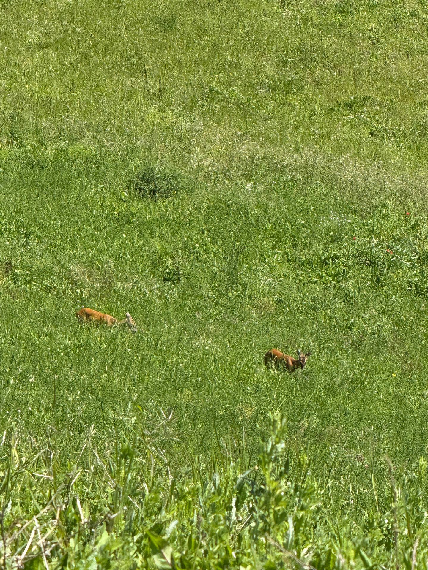 Rustici e Casali in vendita a Rotella, Poggio Canoso