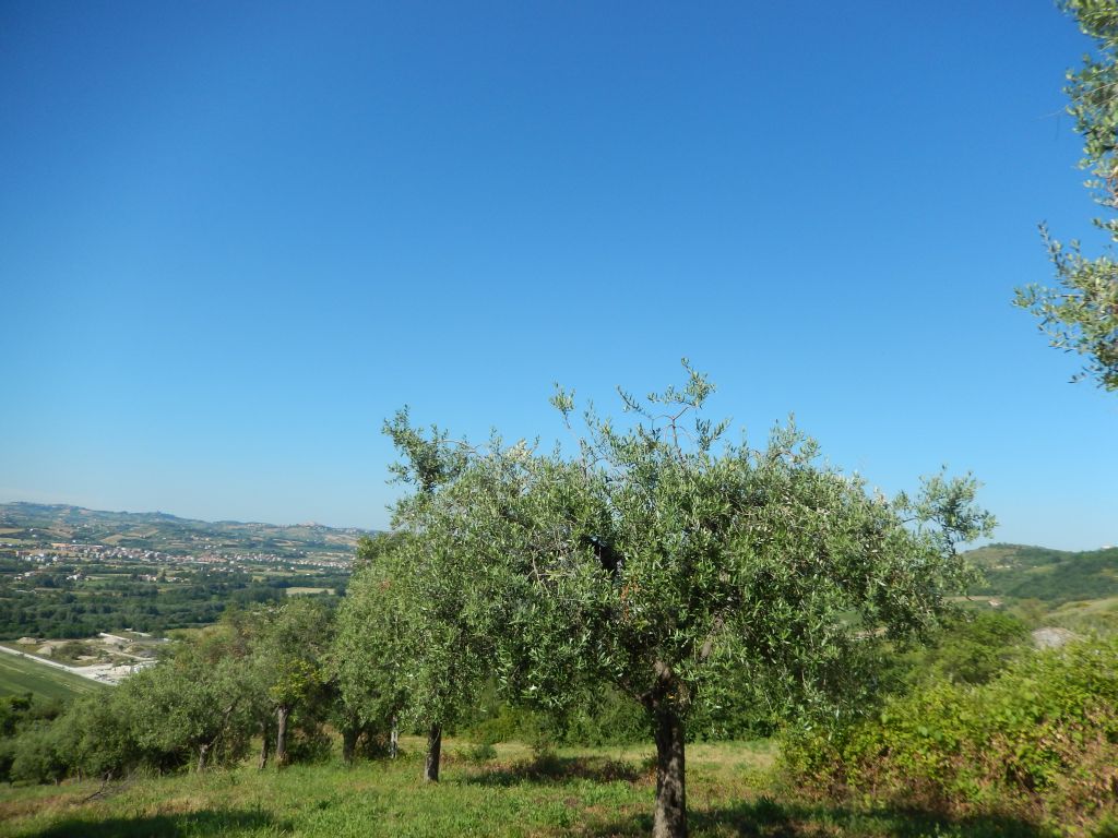 Rustici e Casali in vendita a Controguerra