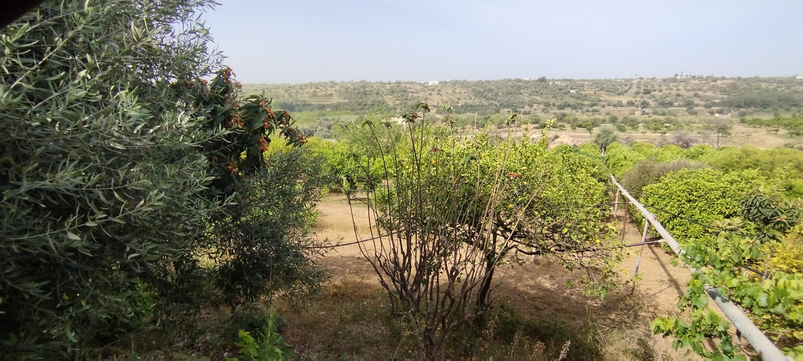 Terreno Agricolo in vendita a Siracusa
