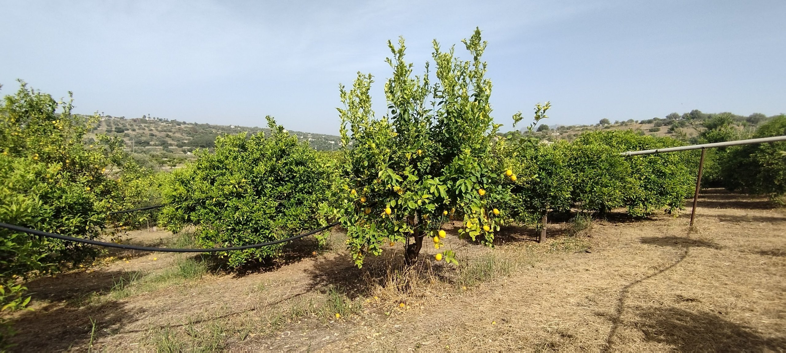 Terreno Agricolo in vendita a Siracusa