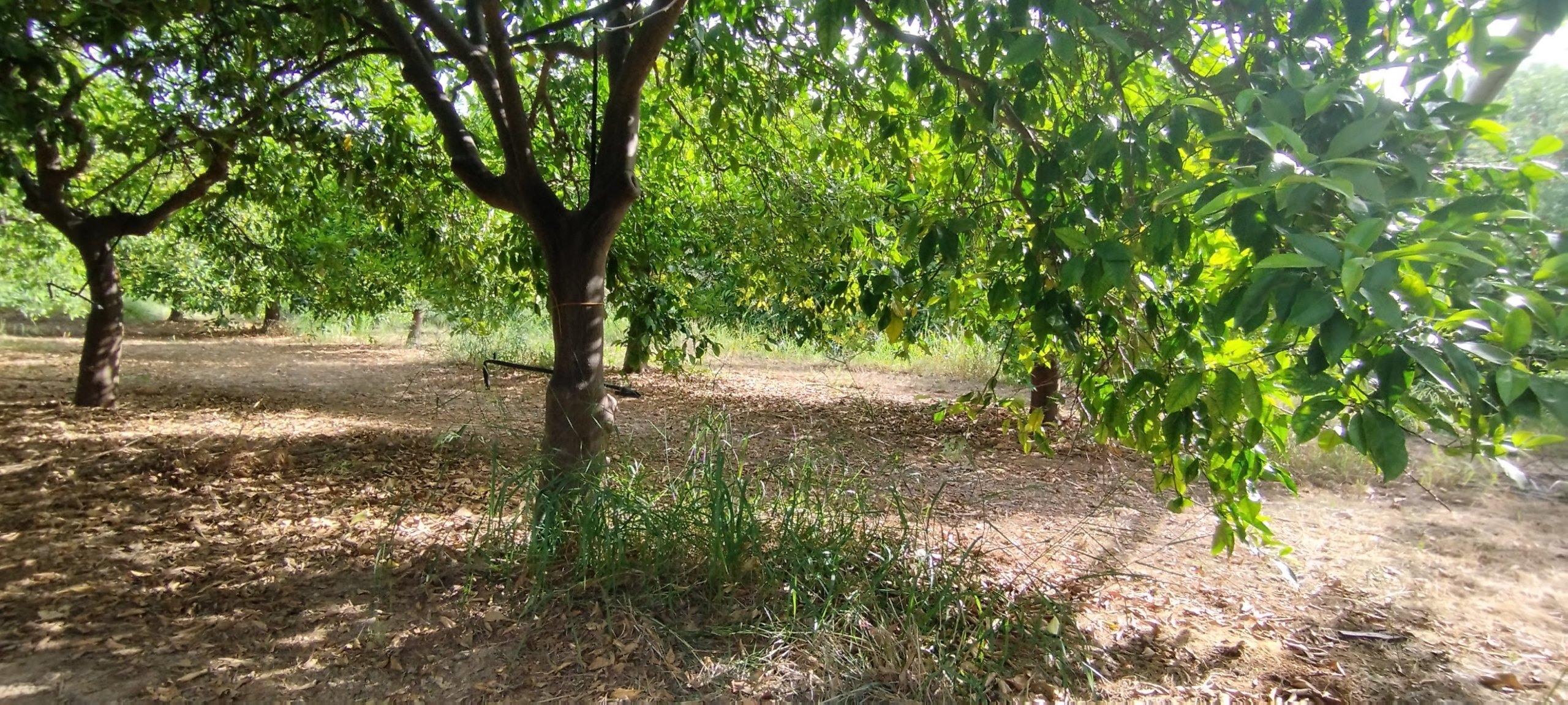 Terreno Agricolo in vendita a Siracusa
