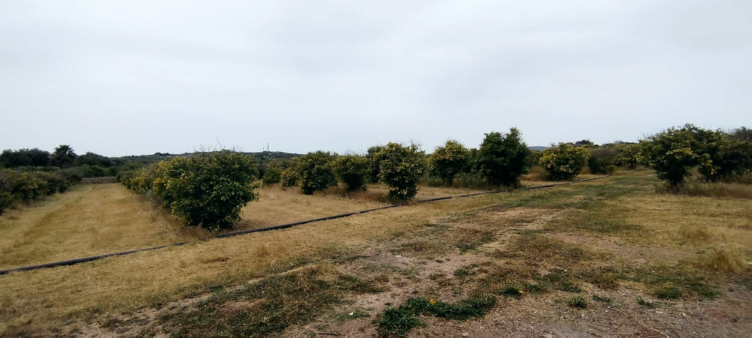 Terreno Agricolo in vendita in contrada falconara, Noto