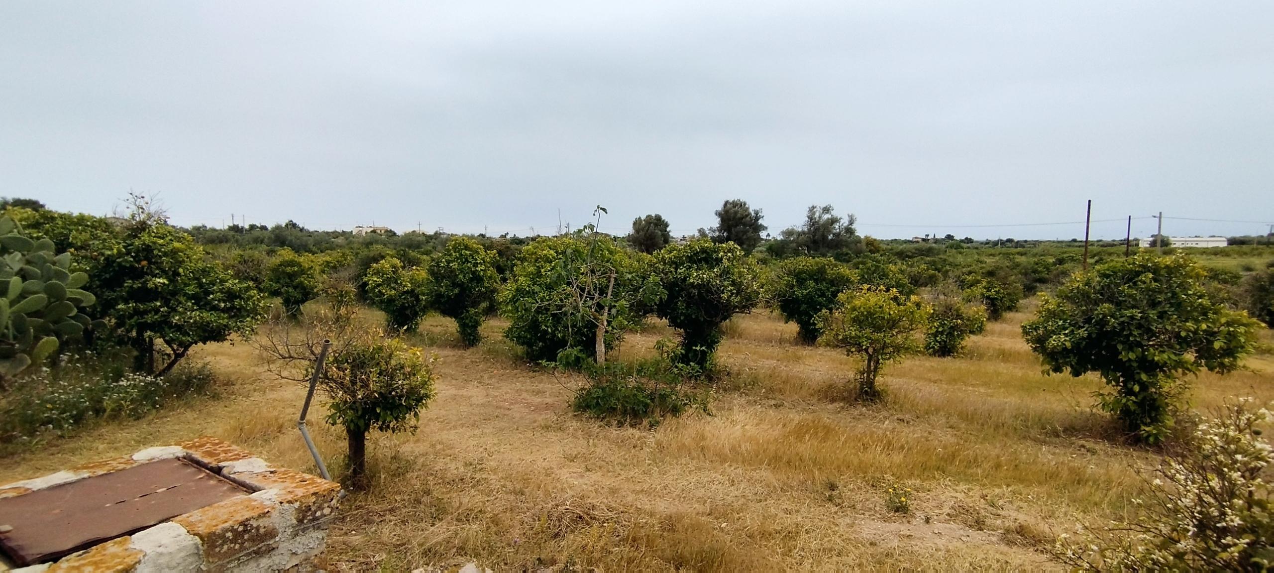 Terreno Agricolo in vendita in contrada falconara, Noto