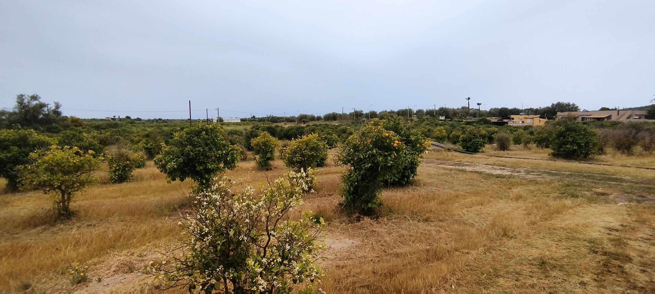 Terreno Agricolo in vendita in contrada falconara, Noto