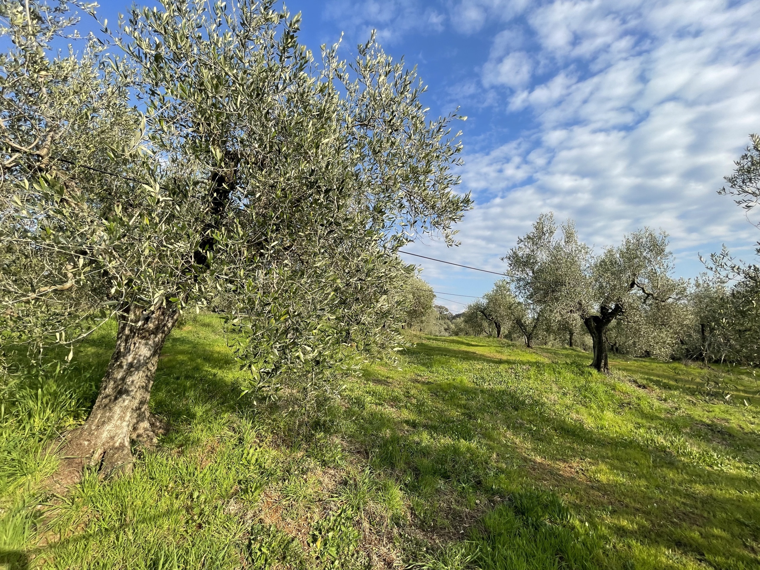 Terreno Agricolo in vendita in via pasubio 33, Cecina