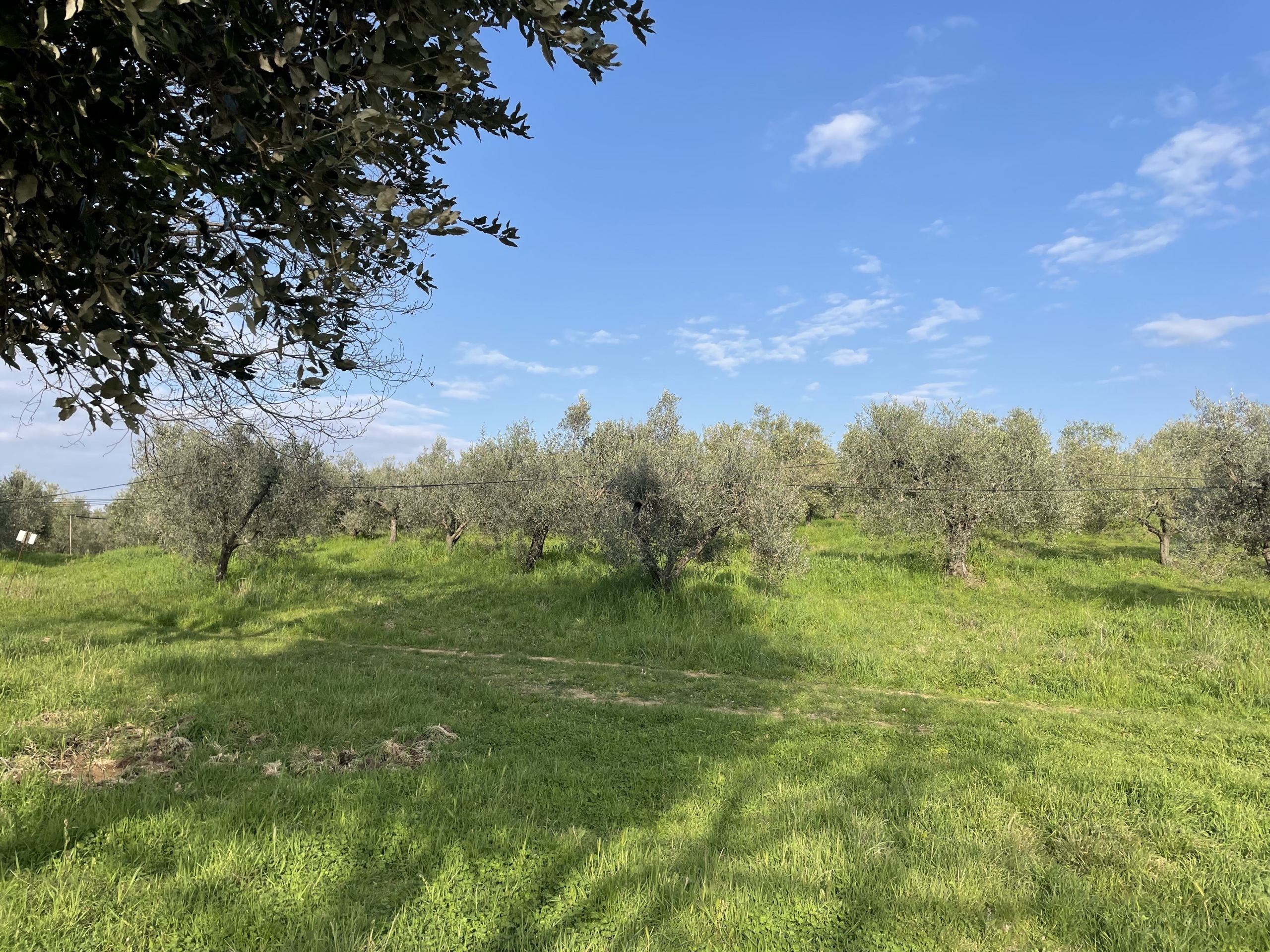 Terreno Agricolo in vendita in via pasubio 33, Cecina