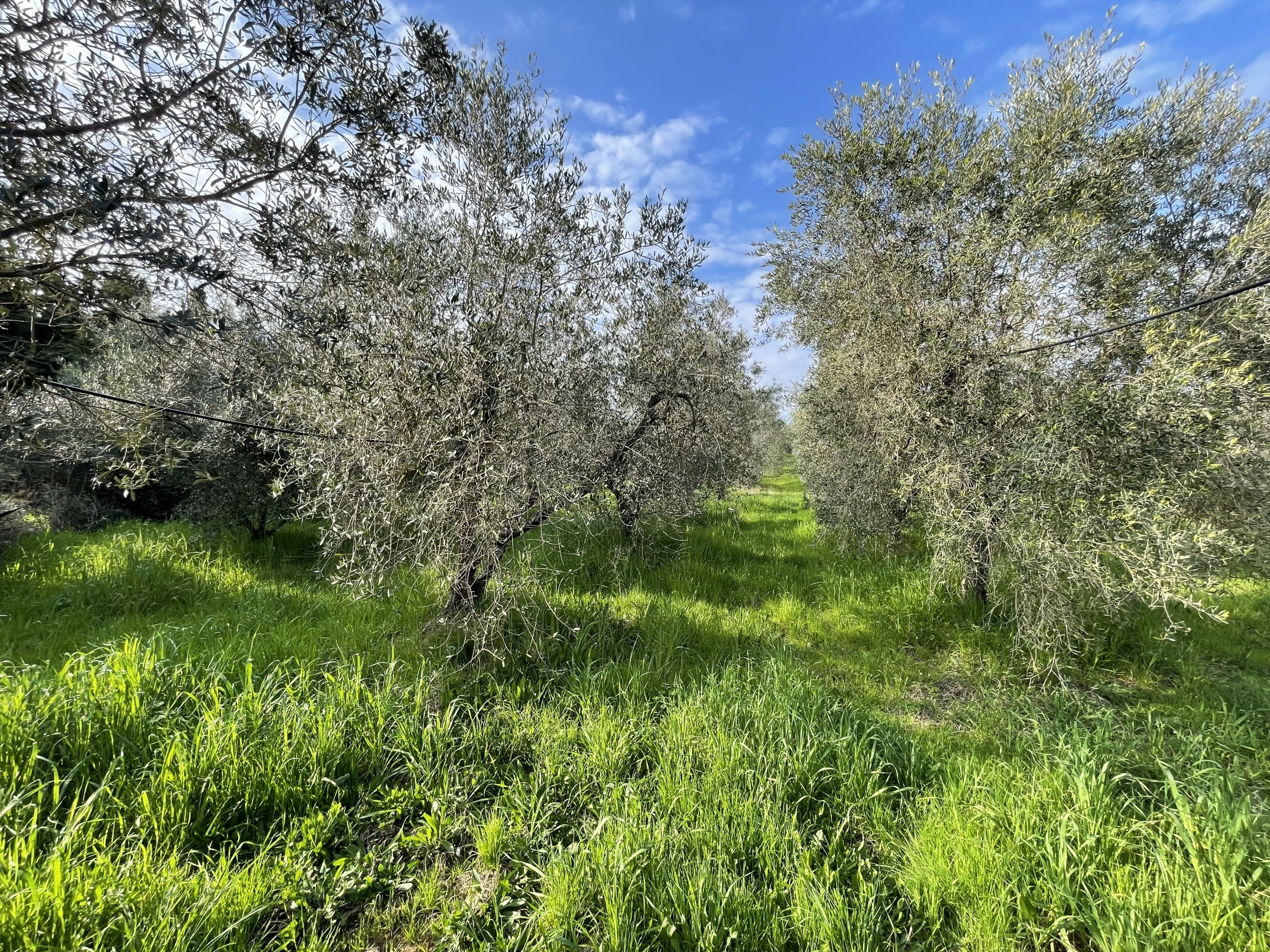 Terreno Agricolo in vendita in via pasubio 33, Cecina