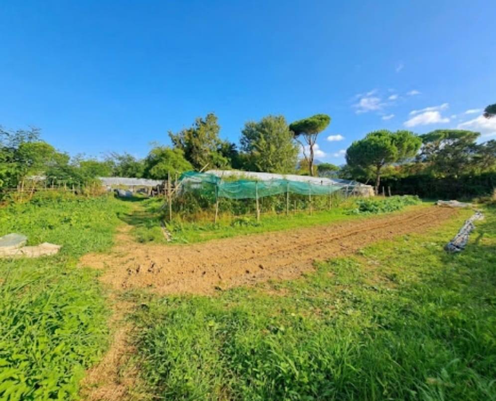 Terreno Agricolo in vendita, Massa poveromo