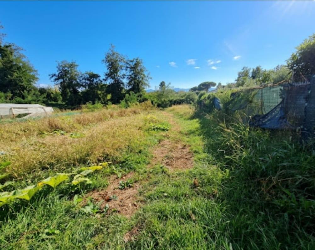 Terreno Agricolo in vendita, Massa poveromo