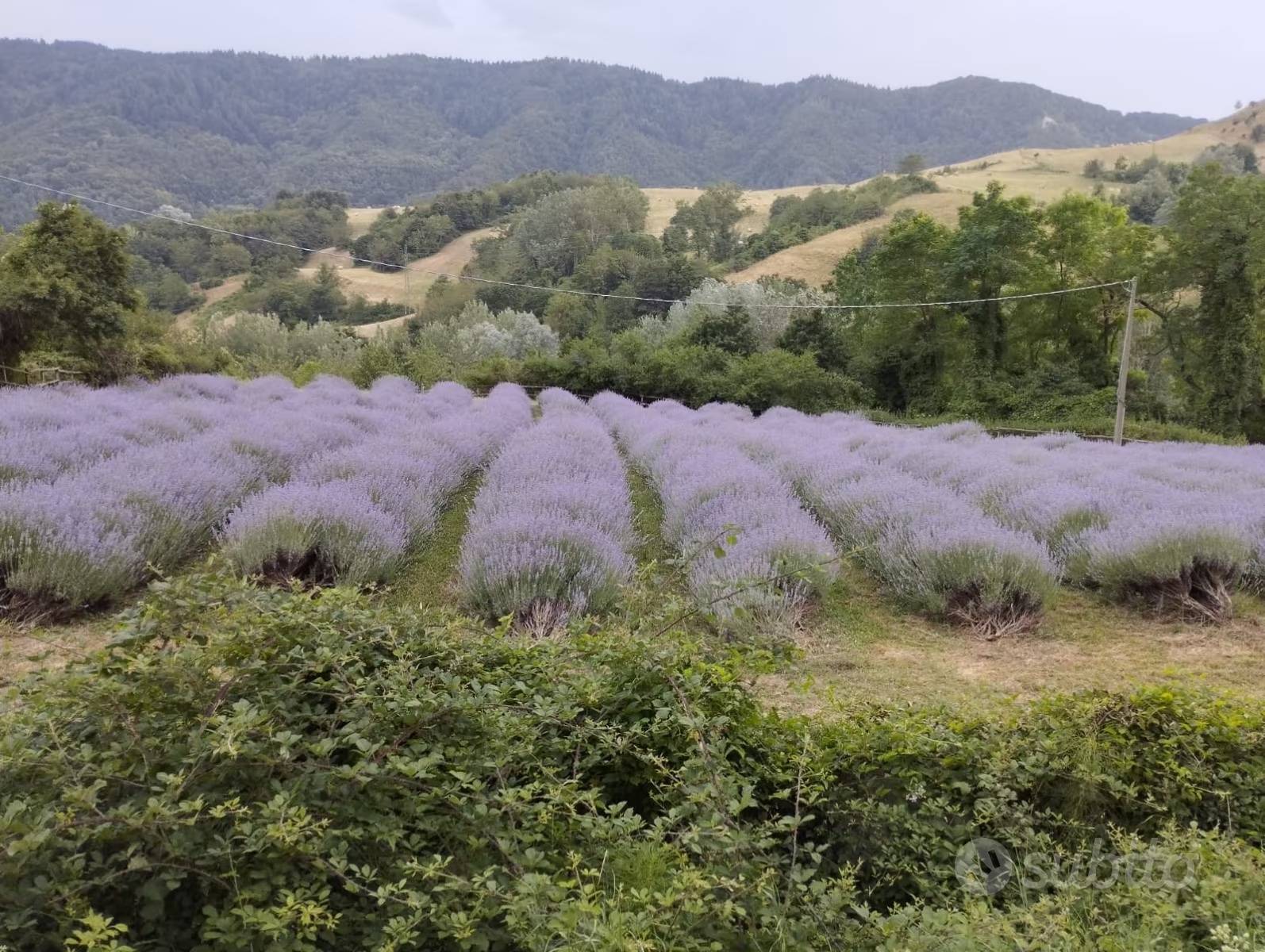 Rustico in vendita a Borgo San Lorenzo