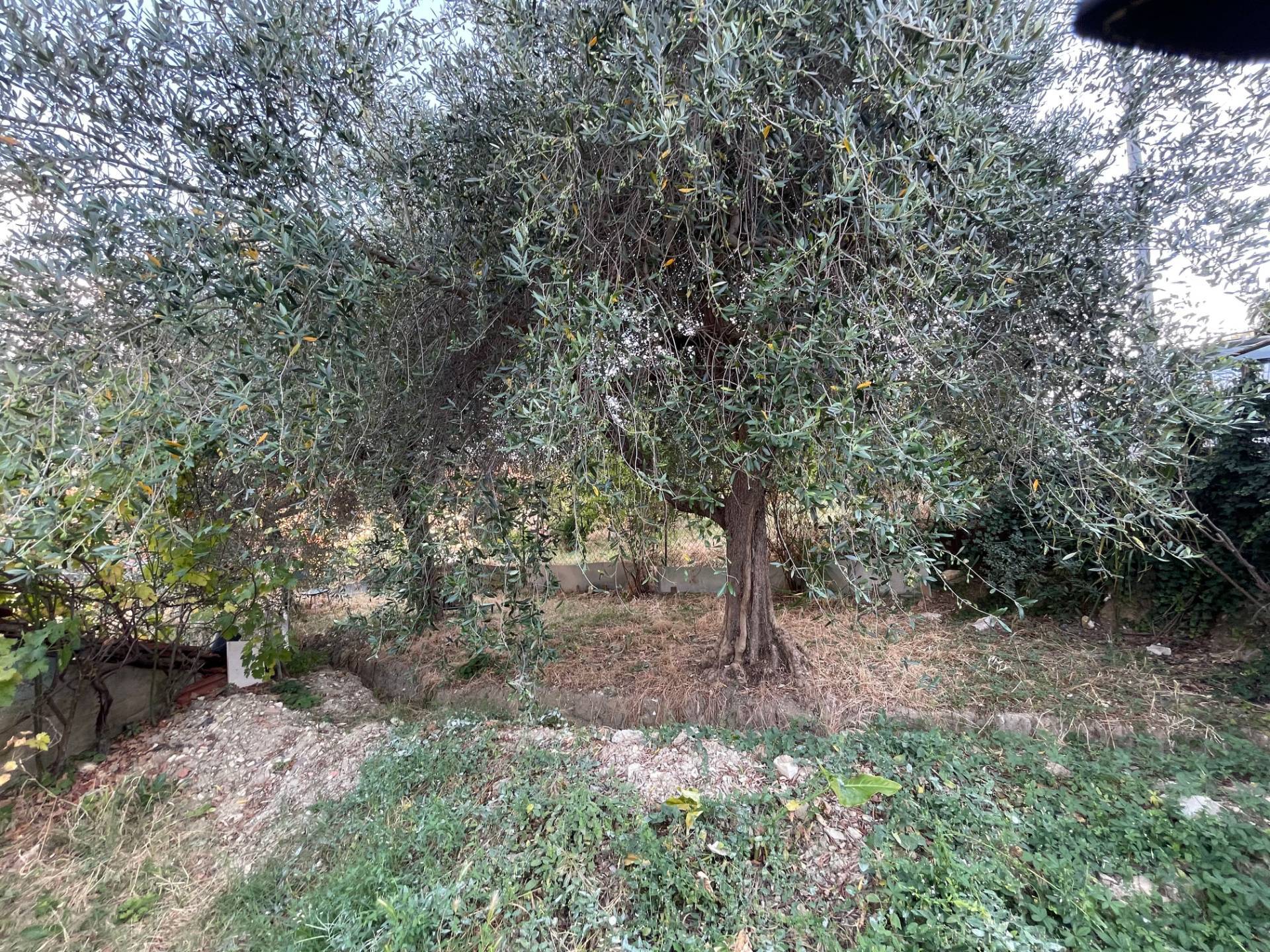 Terra tetto in vendita a Pontassieve