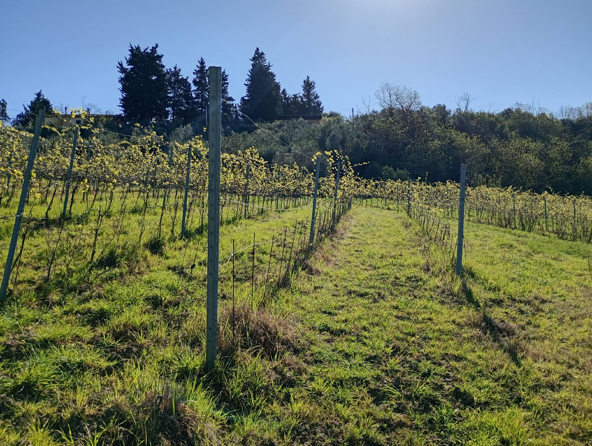 Azienda Agricola in vendita a Montespertoli