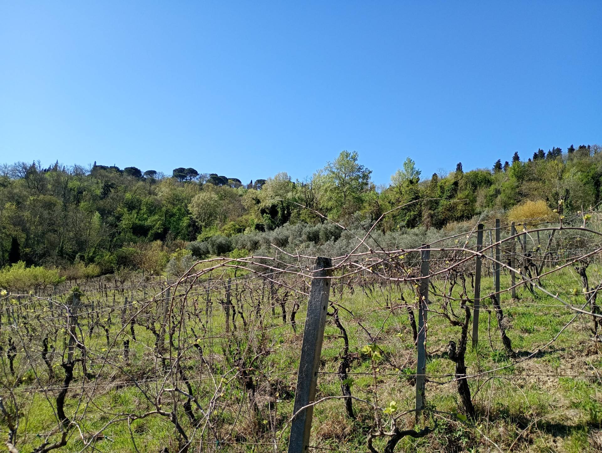 Azienda Agricola in vendita a Montespertoli