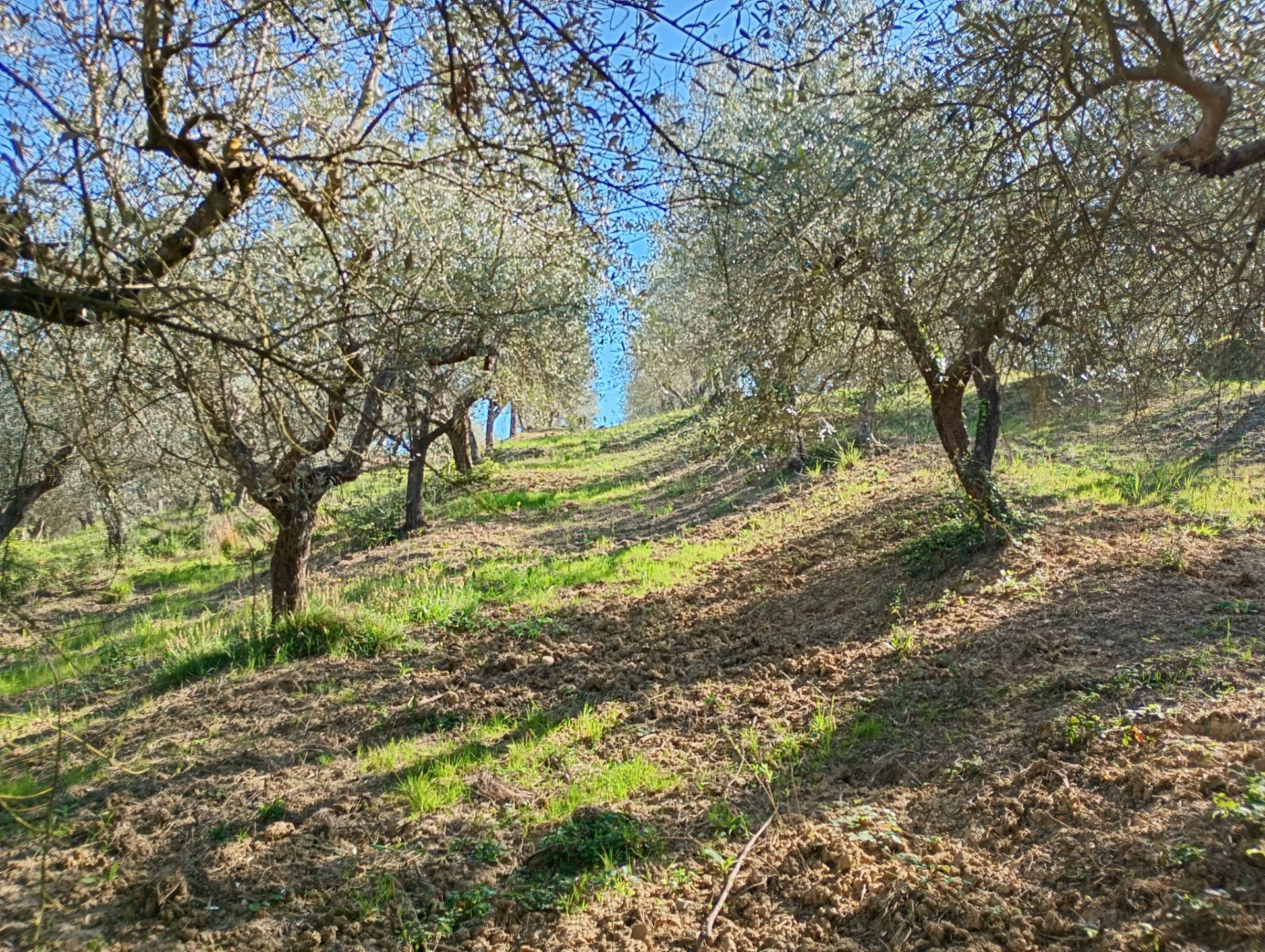 Azienda Agricola in vendita a Montespertoli