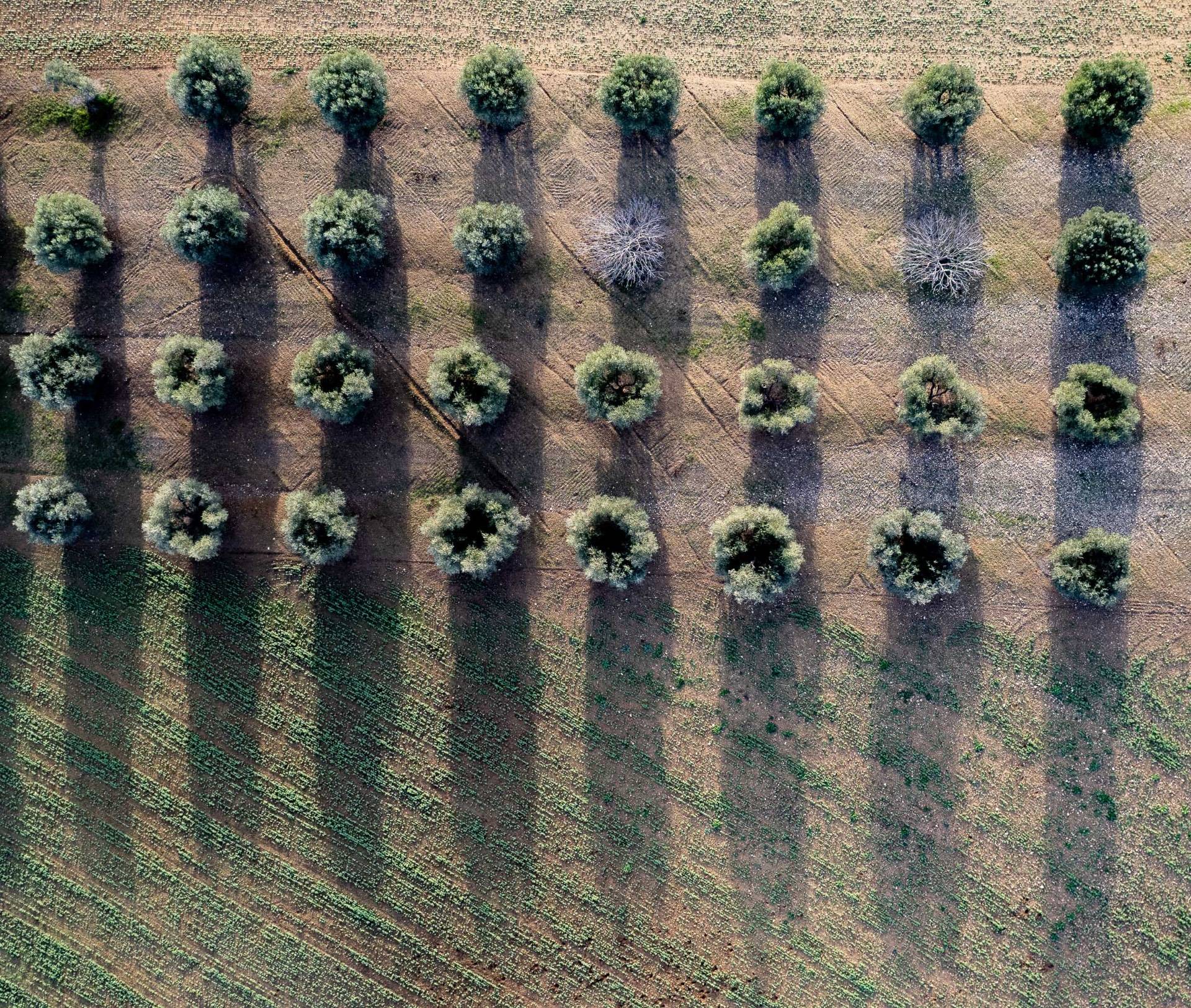 Villa in vendita a Manciano, Sgrilla