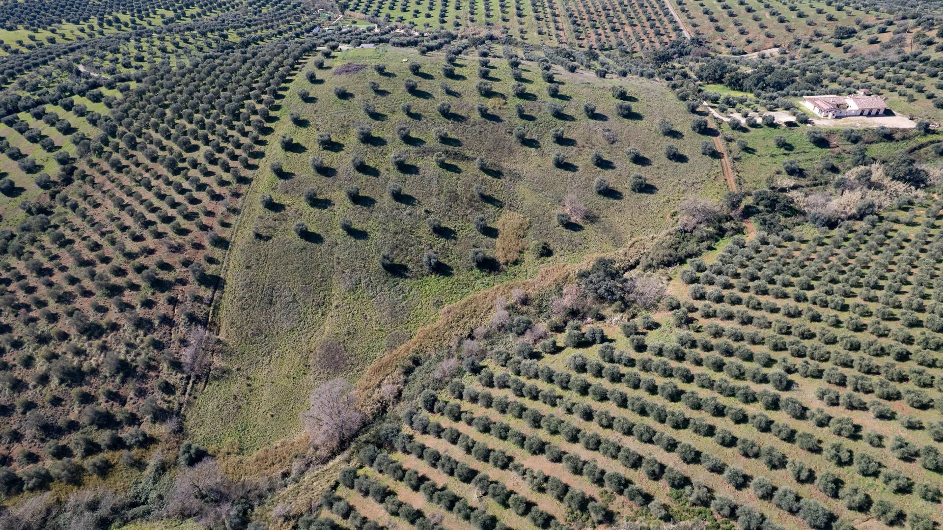Terreno Agricolo in vendita a Orbetello, Fonteblanda