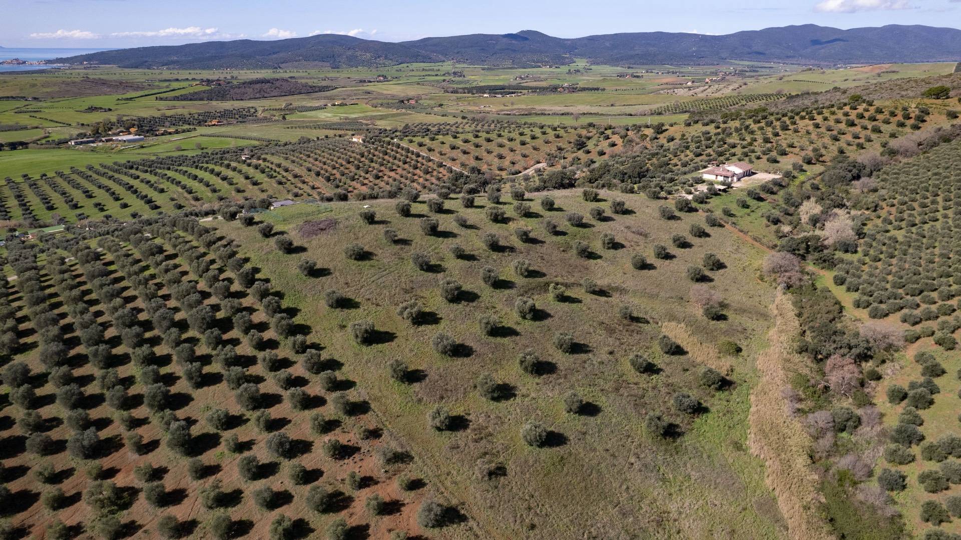 Terreno Agricolo in vendita a Orbetello, Fonteblanda
