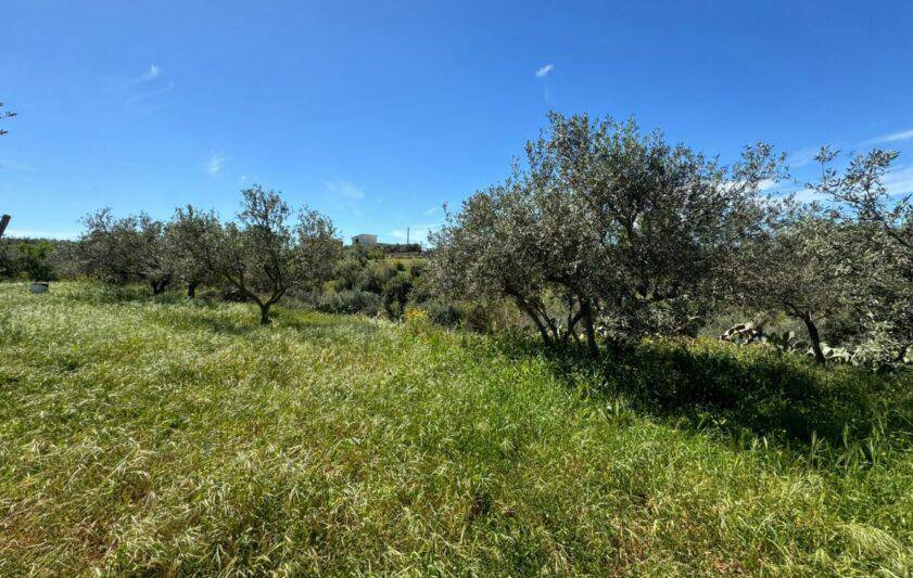 Terreno Agricolo in vendita a Balestrate