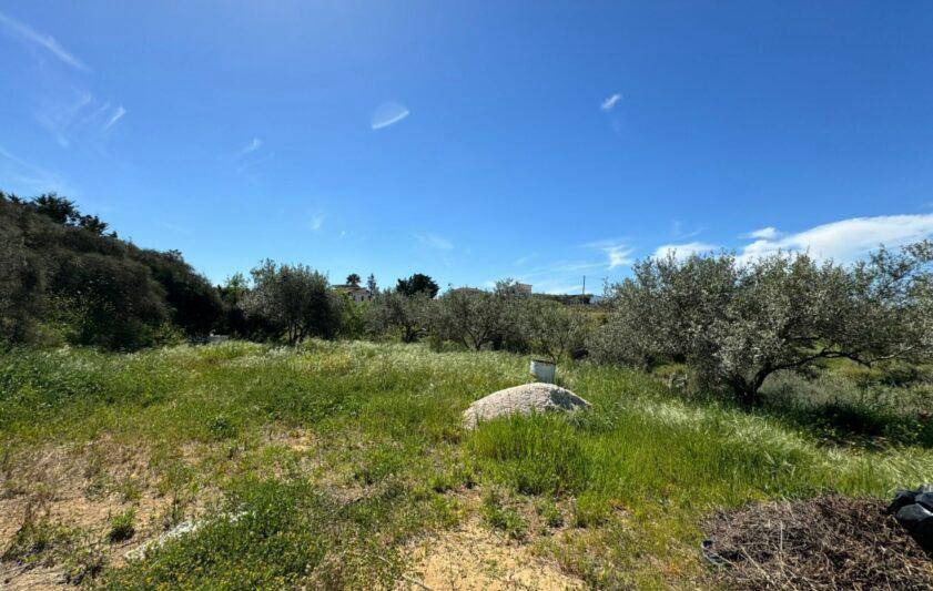 Terreno Agricolo in vendita a Balestrate