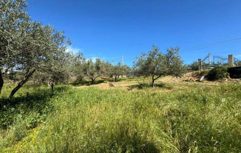 Terreno Agricolo in vendita a Balestrate