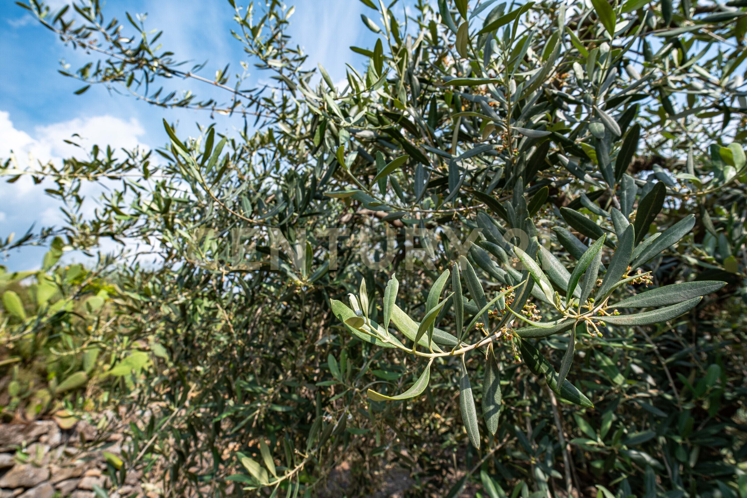 Terreno Agricolo in vendita in via san leo, Adrano