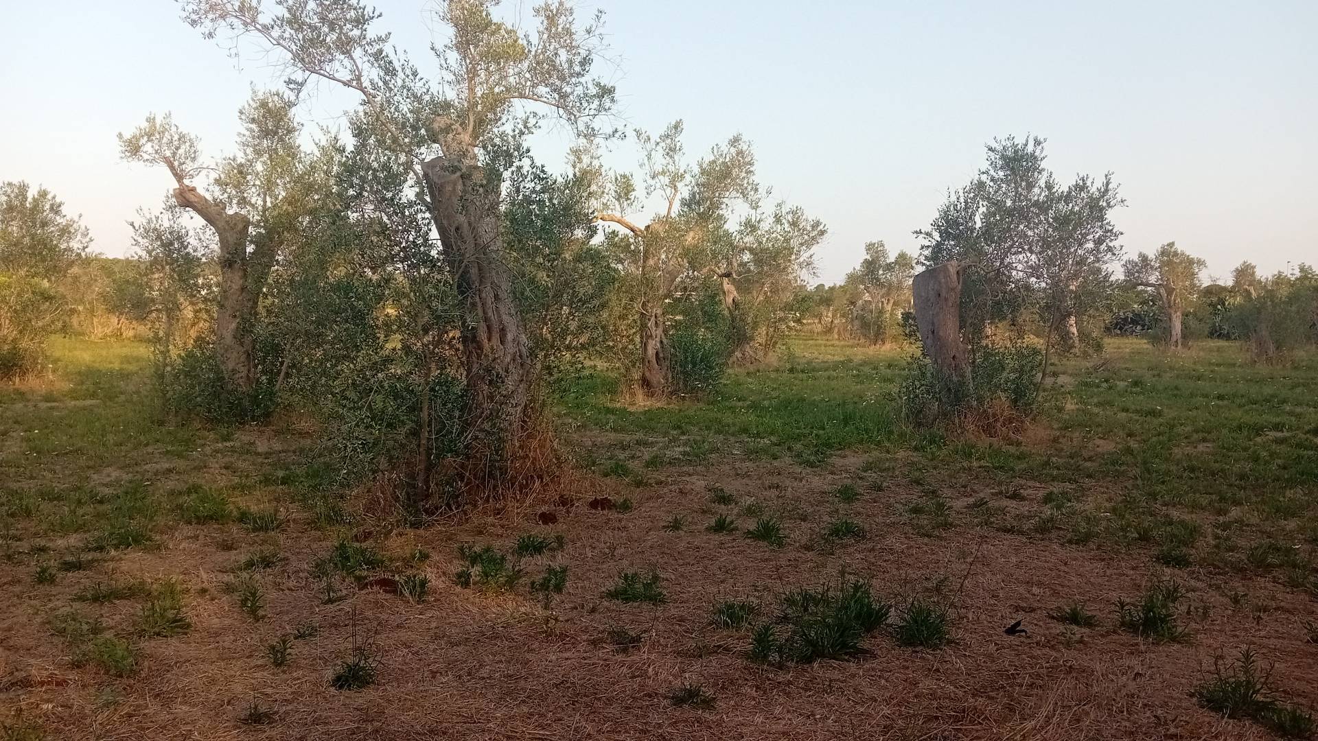 Terreno Agricolo in vendita a Giuggianello